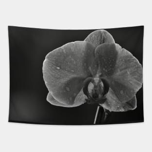 Orchid Tapestry