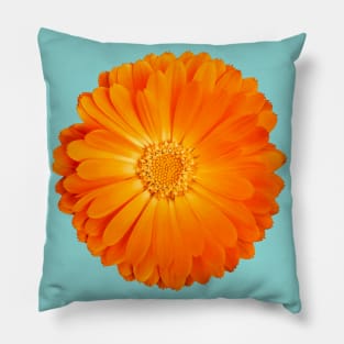 Orange Flower on sky blue background Pillow