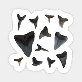 Assorted Shark Teeth Magnet