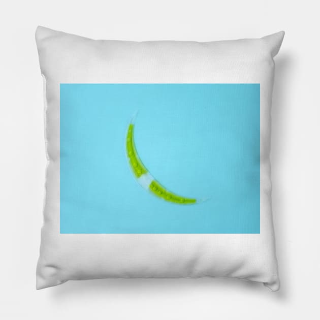 Closterium desmid alga under the microscope Pillow by SDym Photography