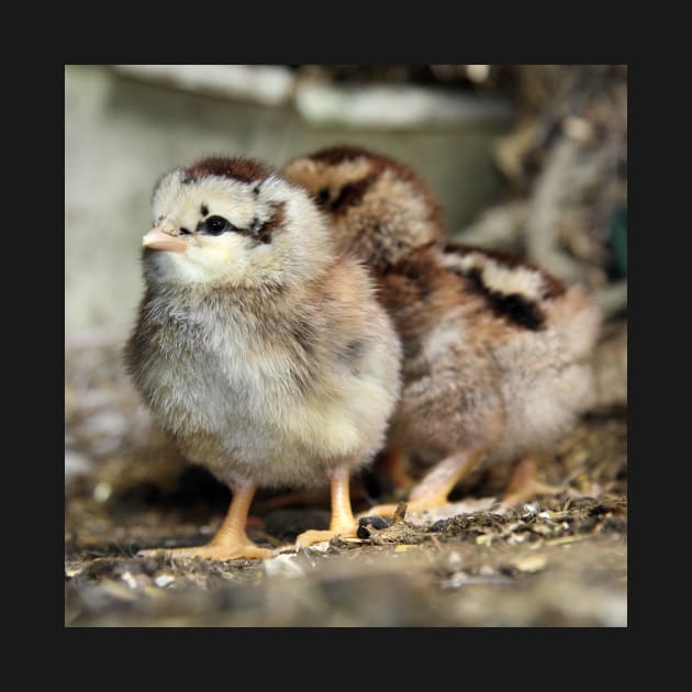 Two chicks just hatched by WesternExposure