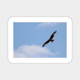 Falcon flying in a Blue Sky Magnet