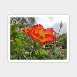 Red and yellow rose Magnet