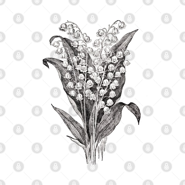 Lily of The Valley Flowers Black and White Botanical Illustration by Biophilia