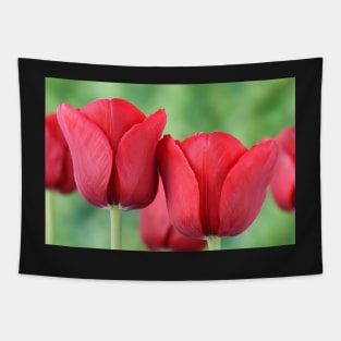 Tulip Tapestry