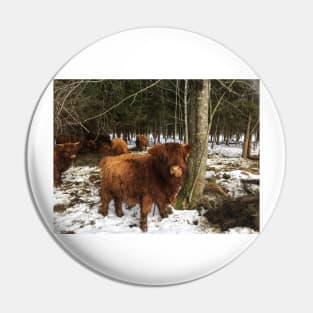 Scottish Highland Cattle Calf 1960 Pin