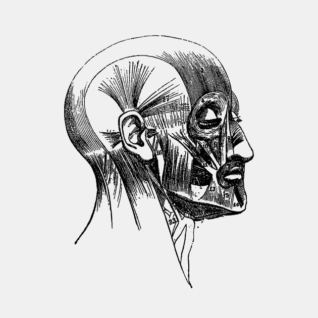 Facial Muscle Diagram - Vintage Anatomy by Vintage Anatomy Prints