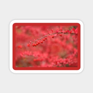 Close-up of red barberry Magnet