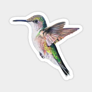 Female Ruby Throated Hummingbird drawing (no background) Magnet