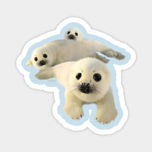 Seal Pups Magnet