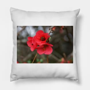 Japonica - Magpie Springs - Adelaide Hills - Fleurieu Peninsula - Australia Pillow