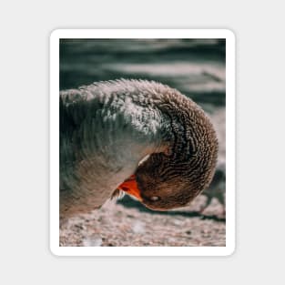 Lake Goose Wildlife Nature Photography Magnet