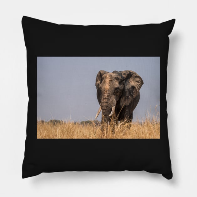 Self decorated Elephant Pillow by njones