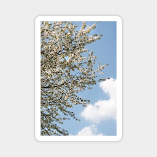 A tree flowering with White Cherry blossom with Blue Sky Magnet