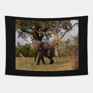 Young African Bull Elephant Tapestry