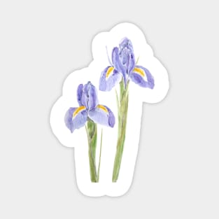 two elegant purple iris watercolor 2021 Magnet