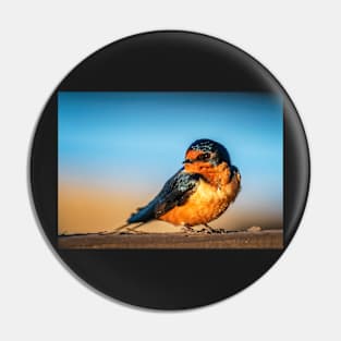 Barn Swallow on a Rail Pin