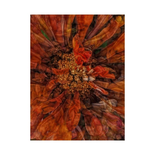 zinnia flower bloom in orange and gold coloured by mister-john