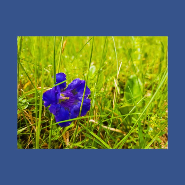 Gentiana acaulis by psychoshadow