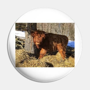 Scottish Highland Cattle Calf 1949 Pin