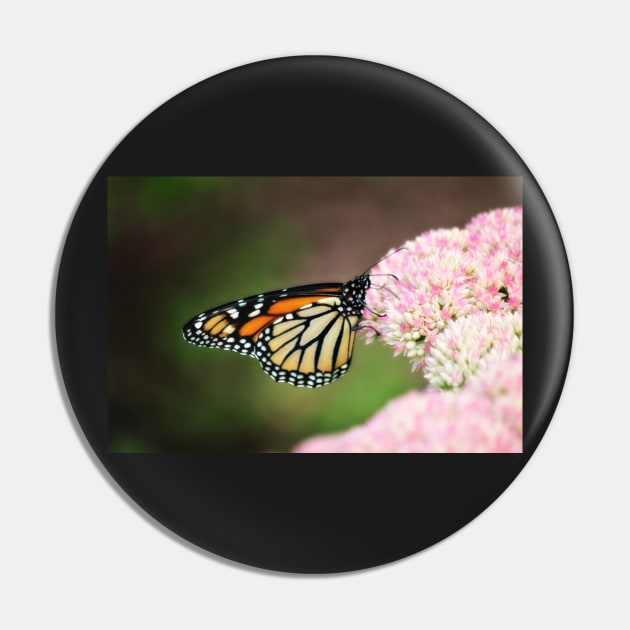 Monarch on Sedum Pin by photoclique