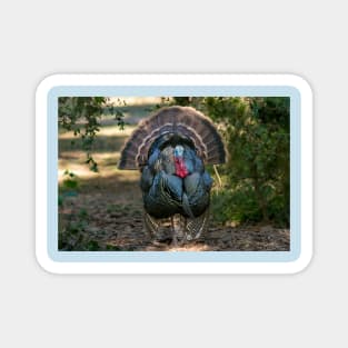 Displaying Wild Turkey Magnet