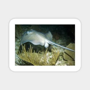 Stingray on a Night Dive Magnet