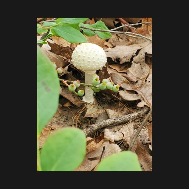 American Fly Agaric by etherealwonders