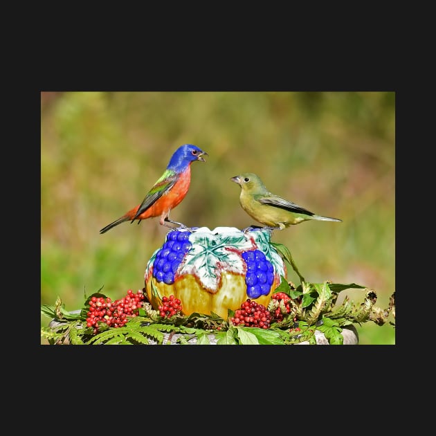 Painted Bunting Pair Birds by candiscamera