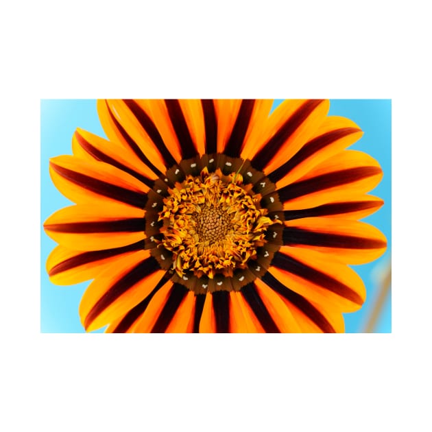 Gazania &#39;Tikal&#39;  SunBathers Series by chrisburrows