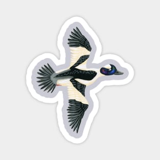 Bufflehead Duck Magnet