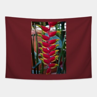 Costa Rica. Exotic Flower -  Heliconia pendula. Tapestry