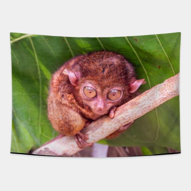 Tarsier, Bohol, Philippines Tapestry by Upbeat Traveler