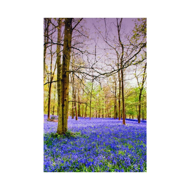 Bluebell Woods Greys Court England UK by AndyEvansPhotos