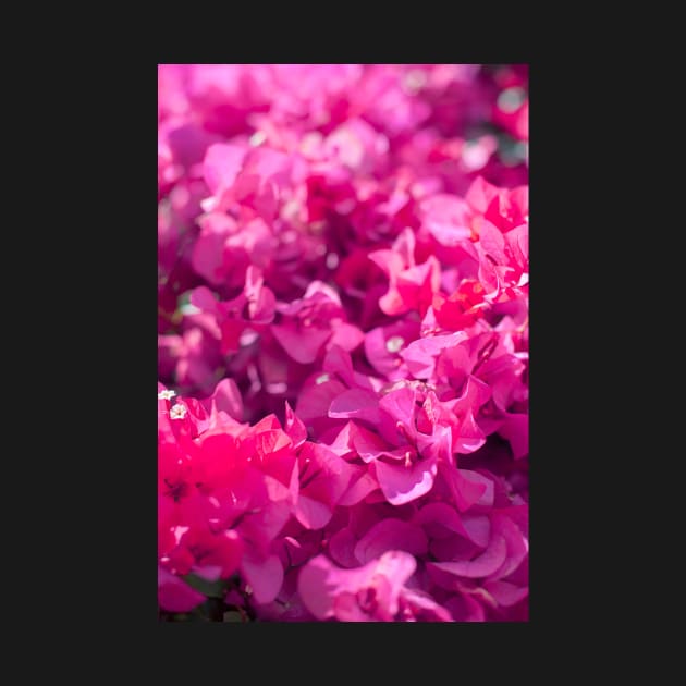 Bougainvillea by runlenarun