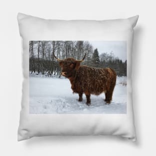 Scottish Highland Cattle Cow 2303 Pillow