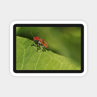 Red and black beetle on a leaf Magnet