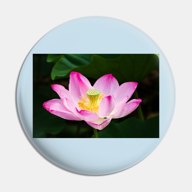 Lotus Pin by thadz