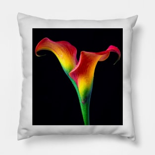 Flaming Red Calla Lillies Pillow