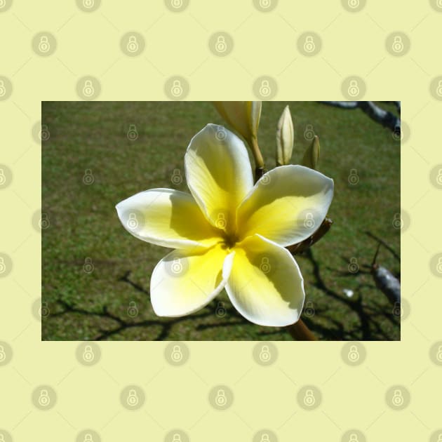 Beautiful Frangipani Flower by KaSaPo