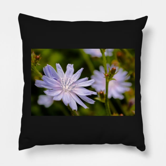 Purple chicory flower Pillow by lena-maximova