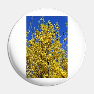 Yellow Forsythia tree in bloom Pin