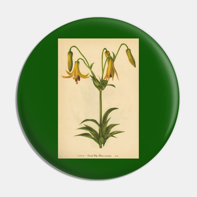 Canada Lily-Available As Art Prints-Mugs,Cases,Duvets,T Shirts,Stickers,etc Pin by born30