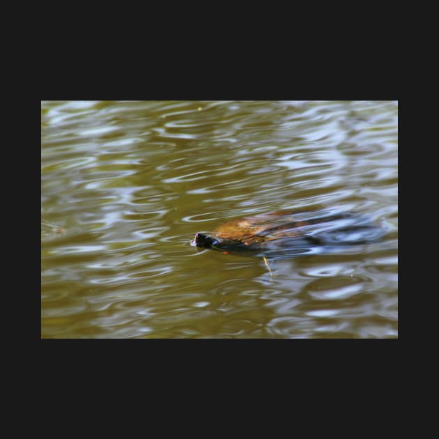 turtle swimming at Trojan pond, near Goble, Oregon by DlmtleArt