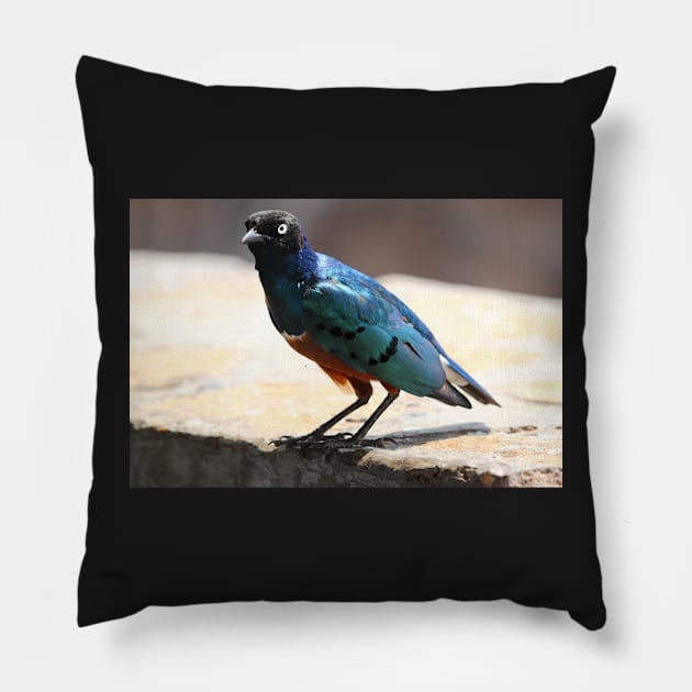 Superb Starling, Kenya Pillow by Carole-Anne