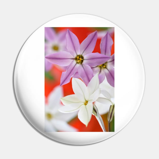 Ipheion  Two colours  Spring starflower Pin by chrisburrows