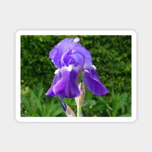 Bearded Iris Magnet