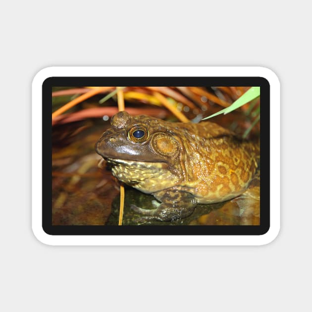 American Bullfrog Closeup and Personal Magnet by Carole-Anne