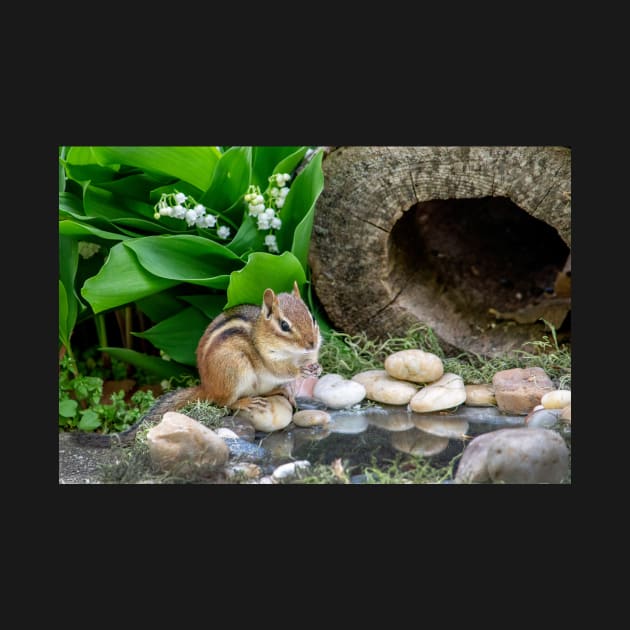 Chipmunk reflection in a tiny pond by iyd39