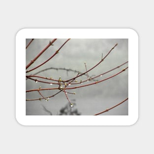 Rain drops on trees Magnet